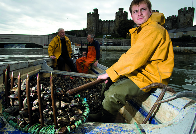 Fishermen heading out to hand rake mussel in Conwy