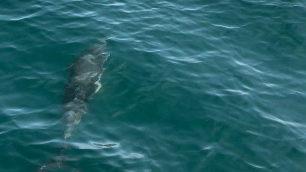 The dolphins played under the bow.